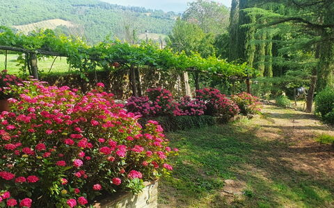 Palazzo Rosadi: Flor, Planta, Planta De La Comunidad, Botánica, Paisaje Natural, Cielo, Vegetación, Biome, Pétalo, Árbol