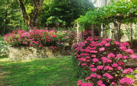 Palazzo Rosadi: Flor, Planta, Planta De La Comunidad, Árbol, Botánica, Pétalo, Vegetación, Biome, Hierba, Plantas Leñosas