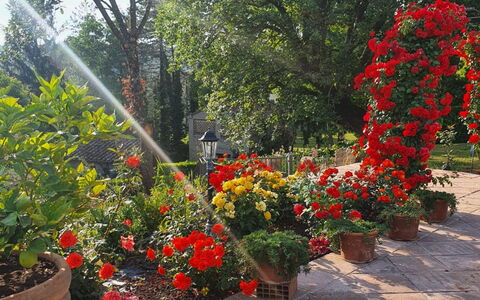 Torre del Cielo: Flor, Planta, Planta De La Comunidad, Pétalo, Maceta, Árbol, Hierba, Arbusto, Cobertura Del Suelo, Planta Floreciendo