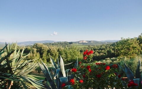 Gli Appartamenti Di Manuela: Vegetación, Flor, Planta, Botánica, Cielo, Planta De La Comunidad, Árbol, Paisaje, Agave, Flor Silvestre