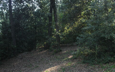 Gli Appartamenti Di Manuela: Planta, Paisaje Natural, Madera, Árbol, Superficie De La Carretera, Asfalto, Sombra, Ramita, Caduco, Vía Pública