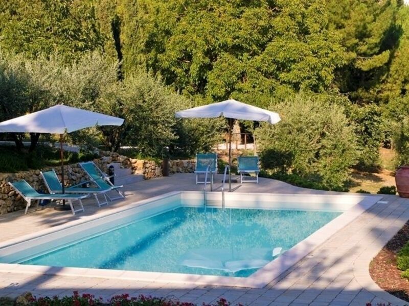 our pool surrounded by olives