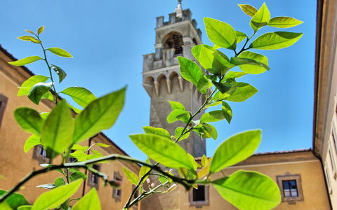 Montegufoni: Hoja, Flor, Planta, Árbol, Rama, Planta Floreciendo, Adaptación, Planta De Casa