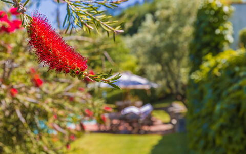 Villa Roncovisi: Flor, Planta, Botánica, Árbol, Planta Floreciendo