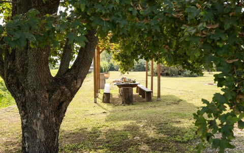 Incanto Toscano: Planta, Rama, Botánica, Sombra, Árbol, Vegetación, Luz De Sol, Biome, Hierba, Paisaje Natural