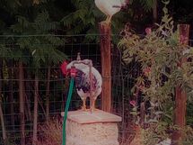 La Collina Con Gli Ulivi