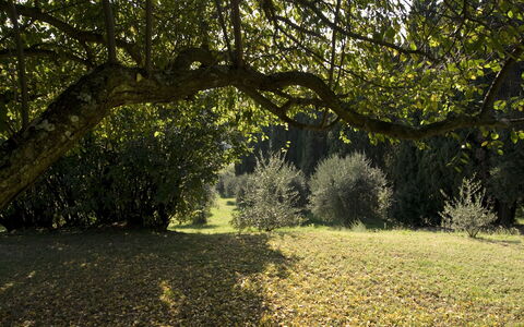 Villa Dorella Di Montaperti: Árbol, Paisaje Natural, Naturaleza, Luz De Sol, Vegetación, Entorno Natural, Hierba, Hoja, Rama, Ligero