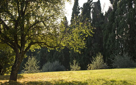 Villa Dorella Di Montaperti: Árbol, Paisaje Natural, Naturaleza, Verde, Vegetación, Hierba, Entorno Natural, Cielo, Luz De Sol, Ligero