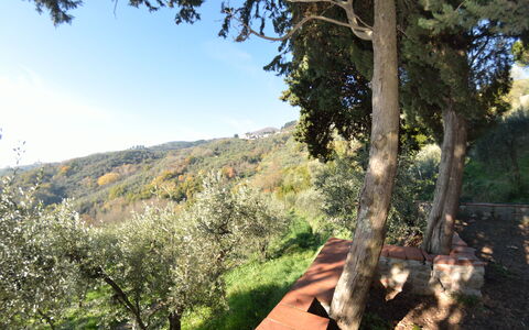 La Cipressa: Árbol, Vegetación, Entorno Natural, Desierto, Cielo, Botánica, Primavera, Hoja, Plantas Leñosas, Planta