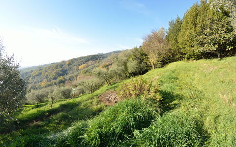 La Cipressa: Paisaje Natural, Vegetación, Naturaleza, Verde, Entorno Natural, Hierba, Árbol, Desierto, Reserva Natural, Hoja