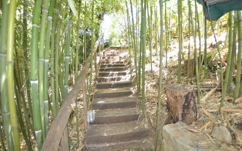 Il Corbezzolo: Árbol, Reserva Natural, Botánica, Planta, Familia De Las Gramíneas, Bosque, Selva, Planta Terrestre, Selva