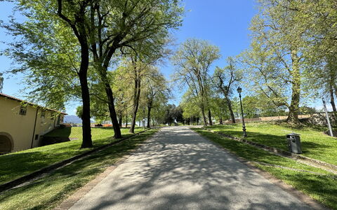 Alle Mura: Árbol, Rama, Hoja, Hierba, Naturaleza, Superficie De La Carretera, La Carretera, Espacio Publico, Asfalto, Vía Pública