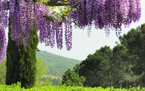 Villa Felciai: Flor, Lavanda, Planta, Púrpura, Violeta, Primavera, Botánica, Árbol, Lupino, Glicinias