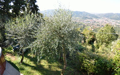 Fragolotta