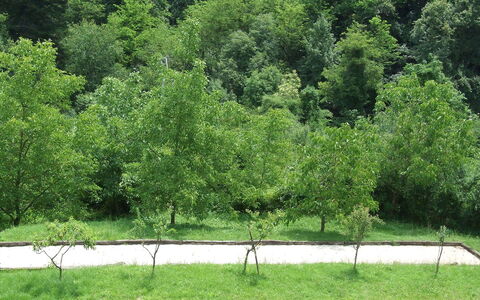 Bottino: Árbol, Vegetación, Verde, Naturaleza, Reserva Natural, Paisaje Natural, Hierba, Entorno Natural, Biome, Planta