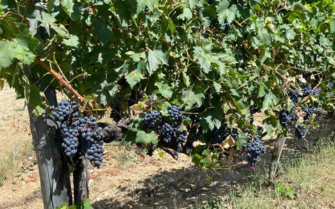 La Corte Di Campalli: Planta, Fruta, Comida, Arbusto, Árbol, Cobertura Del Suelo