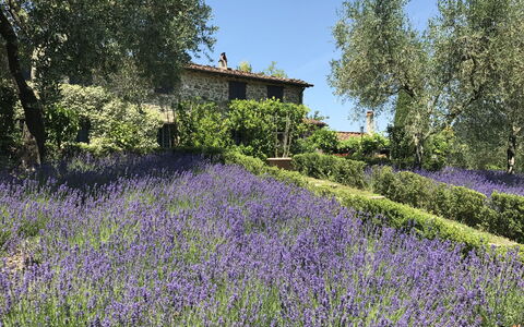 Macennere: Lavanda, Lavanda Inglesa, Flor, Lavanda, Planta, Vegetación, Paisaje Natural, Jardín, Primavera, Botánica