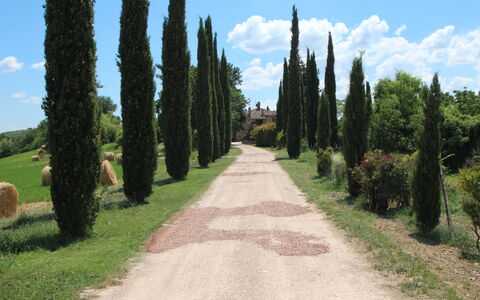 Villa Venanzo: Árbol, La Carretera, Hierba, Plantas Leñosas, Biome, Planta, Vía Pública, Sendero, Camino