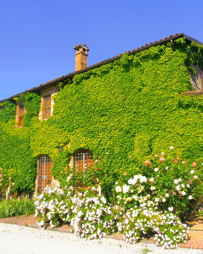 Villa Venanzo: Propiedad, Casa, Verde, Vegetación, Pared, Edificio, Cabaña, Arbusto, Planta, Área Rural