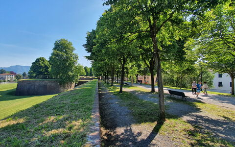 Sinidio: Árbol, Hierba, Naturaleza, Primavera, Césped, Parque, Paisajismo, Pasarela, Camino