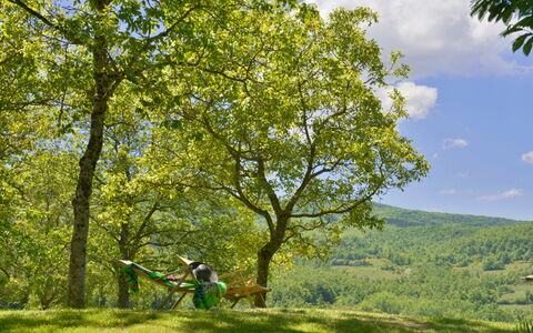 Casa Di Lilli: Hoja, Árbol, Rama, Verde, Entorno Natural, Naturaleza, Vegetación, Pradera, Recreación, El Maletero
