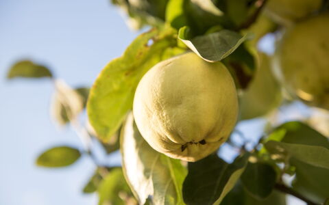Sequerciani: Árbol, Fruta, Planta, Flor, Comida, Hoja, Rama, Produce, Planta Floreciendo
