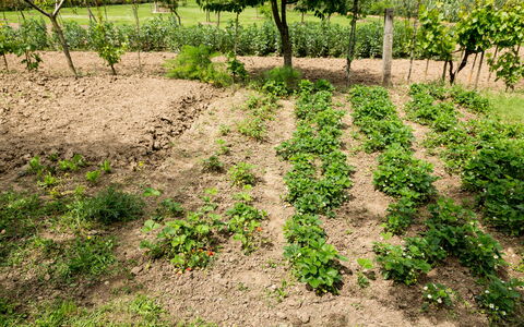 Casale Vacanze Il Granaio: Suelo, Campo, Planta, Hierba, Árbol, El Terreno Del Lote, Hoja, Cobertura Del Suelo, Familia De Las Gramíneas, Cosecha
