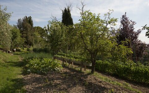 Tenuta Cambiano: Árbol, Vegetación, Paisaje Natural, Planta, Entorno Natural, Plantas Leñosas, Arbusto, El Terreno Del Lote, Planta De La Comunidad, Hierba