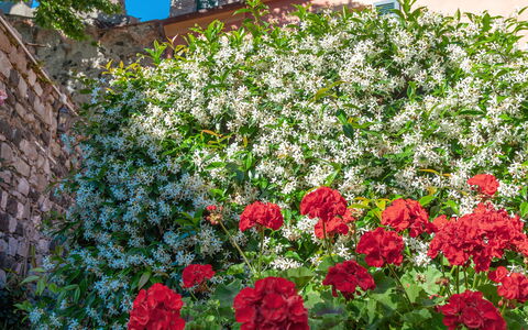Portovecchio Apartments - Levanto: Flor, Rojo, Pétalo, Arbusto, Rosado, Planta Floreciendo, Primavera, Jardín, Familia De Las Rosáceas