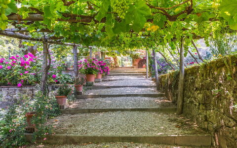 Ville Rosadi Weddings: Flor, Planta, Árbol, Botánica, Jardín, Primavera, Pasarela, Hoja, Pérgola, Arquitectura