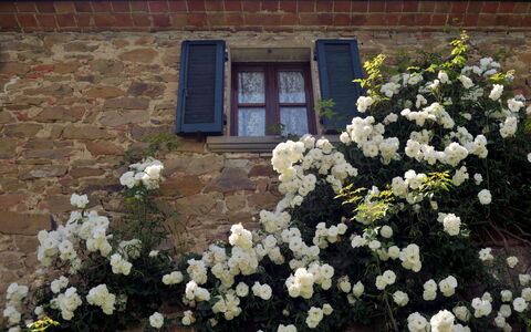San Lorenzo: Flor, Planta, Edificio, Ventana, Pétalo, Botánica, Casa, Vegetación, Madera, Puerta