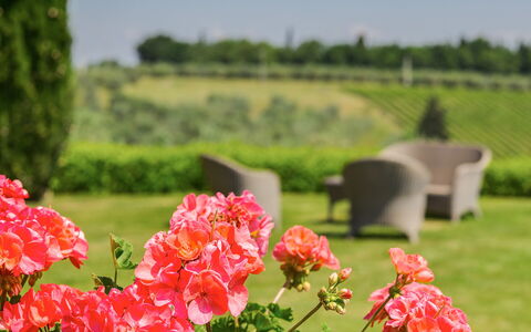 Sole Del Chianti: Flor, Planta, Pétalo, Naturaleza, Verde, Entorno Natural, Vegetación, Paisaje Natural, Árbol, Hierba