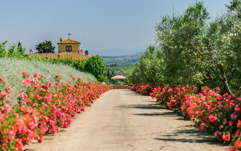 Sole Del Chianti: Flor, Planta, Cielo, Botánica, Pétalo, Paisaje Natural, Árbol, Hierba, Arbusto, Plantas Leñosas