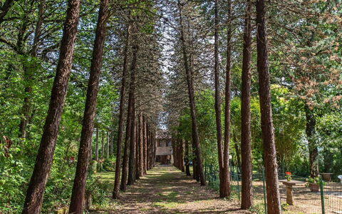 Villa Pania: Planta, Paisaje Natural, Árbol, Madera, Rama, Planta Terrestre, El Maletero, Caduco, Hierba, Plantas Leñosas