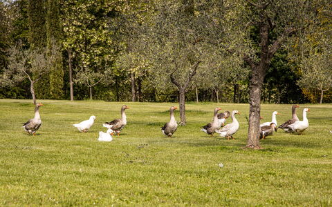 Podere La Torre: Planta, Ecorregión, Árbol, Paisaje Natural, Plantas Leñosas