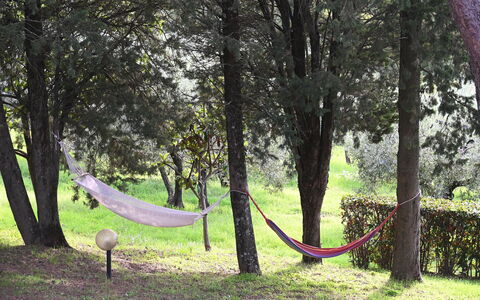 Villa Tresanti: Planta, Árbol, Entorno Natural, Rama, Madera, Paisaje Natural, El Maletero, Sombra, Biome