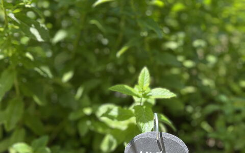 La Casa Dei Glicini - Levanto: Planta, Hoja, Planta Terrestre, Cobertura Del Suelo, Hierba, Arbusto, Planta Anual, Suelo, Planta Floreciendo, Jardín