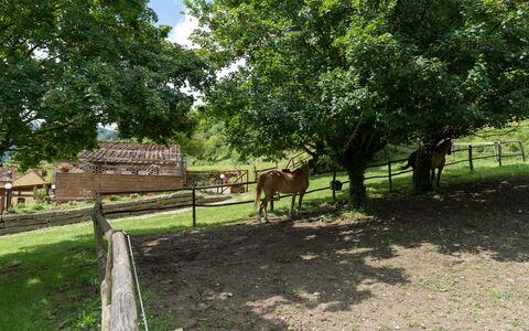 Locanda Di Alberi Without Kitchen: Caballo, Planta, Vertebrado, Árbol, Cerca, Paisaje Natural, El Terreno Del Lote, Madera