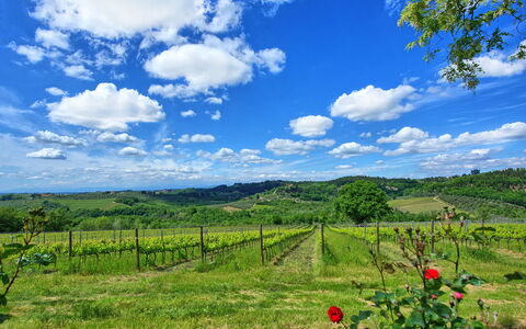Maggiano: Nube, Planta, Cielo, Planta De La Comunidad, Ecorregión, Paisaje Natural, Azul, Flor, El Terreno Del Lote