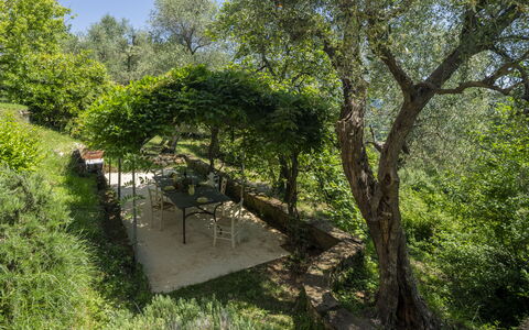 La Casa Dei Limoni, Camaiore, Pet Friendly, Wifi: Hoja, Árbol, Verde, Vegetación, Arbusto, Planta De La Comunidad, Jardín, Primavera, Sombra