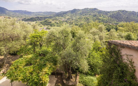 La Casa Dei Limoni, Camaiore, Pet Friendly, Wifi: Árbol, Naturaleza, Hoja, Entorno Natural, Vegetación, Colina, Área Rural, Planta De La Comunidad, Primavera, Hill Station