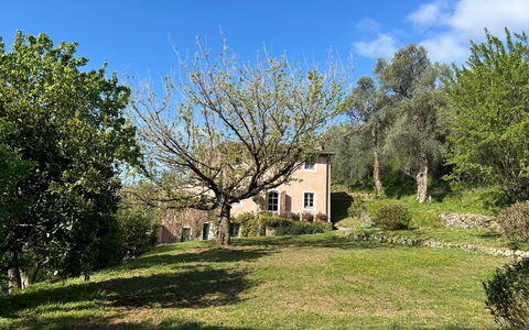 La Casa Dei Limoni, Camaiore, Pet Friendly, Wifi: Árbol, Hierba, Hoja, Rama, Vegetación, Arbusto, Área Rural, El Terreno Del Lote, Planta De La Comunidad