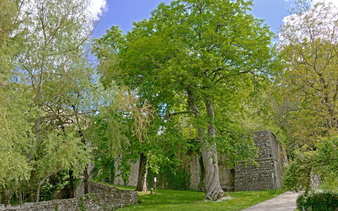 Casa Di Pietro In Vivo D'orcia, Pool: Hoja, Árbol, Hierba, Rama, Pared, Naturaleza, Verde, Vegetación, Arbusto, Pared De Piedra