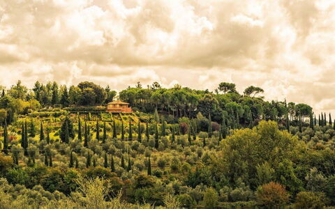 Leccino: Nube, Planta, Cielo, Paisaje Natural, El Terreno Del Lote, Cúmulo, Árbol, Paisaje, Hierba, Llanura