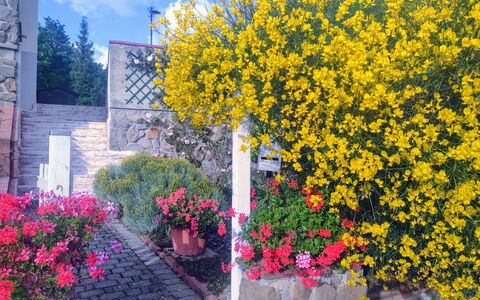 Bellavista Tuscany Apartment Panoramic Terrace: Flor, Amarillo, Arbusto, Primavera, Jardín, Paisajismo, Planta De Casa