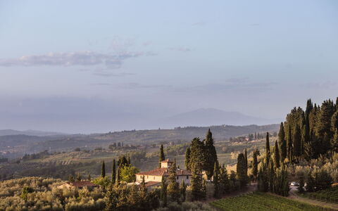 Agatea: Paisaje, Noche, Alerce, Shrubland, Chaparral, Hojas Perennes, Familia De Pino