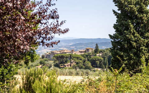Poggio Padule: Hoja, Árbol, Naturaleza, Vegetación, Arbusto, Paisaje, Planta De La Comunidad, El Terreno Del Lote, Área Rural, Luz De Sol