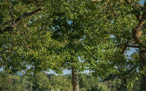 Casalberna: Hoja, Árbol, Hierba, Rama, Llanura, Pradera, El Terreno Del Lote, El Maletero, Césped, Plantas Leñosas