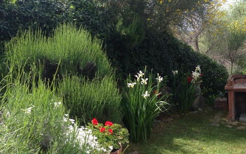 Casa Viola Pool, Wifi, Montaione: Vegetación, Arbusto, Planta De La Comunidad, Jardín, Primavera, Paisajismo, Patio Interior, Yarda