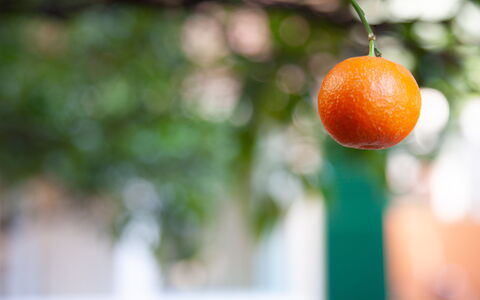 La Casa Dei Mandarini: Produce, Fruta, Naranja, Ingrediente, Los Alimentos Naturales, Comida